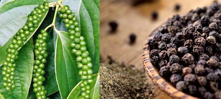 Giá tiêu hôm nay 30/6: Nguồn cung sụt giảm, thị trường trong nước trên đà tăng