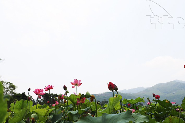 Ngắm sen Huế vào mùa Ngắm sen Huế vào mùa