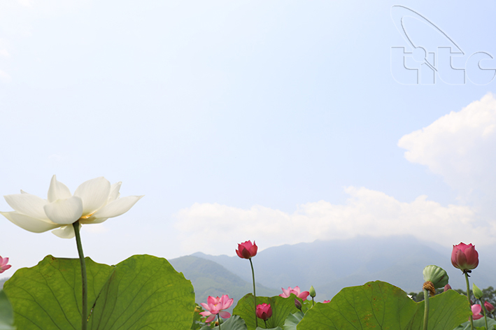 Ngắm sen Huế vào mùa Ngắm sen Huế vào mùa