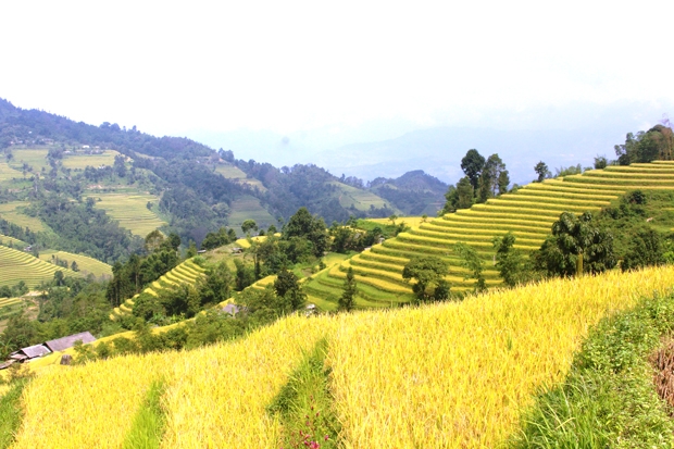 Ruộng bậc thang trong đời sống của đồng bào rẻo cao Hoàng Su Phì