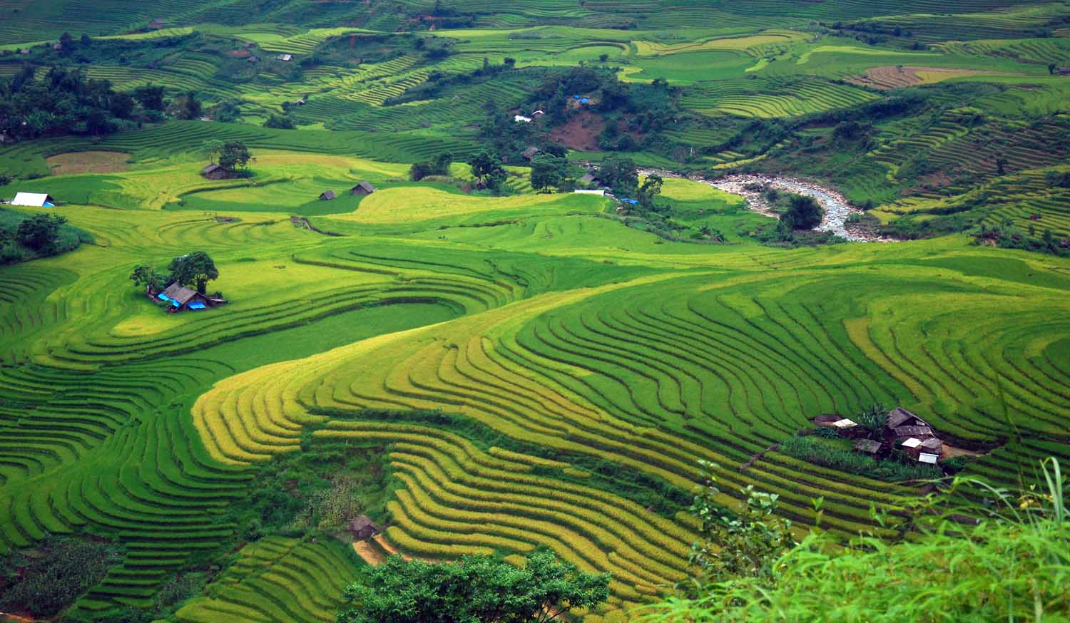 Vùng cao Bát Xát mùa lúa chín
