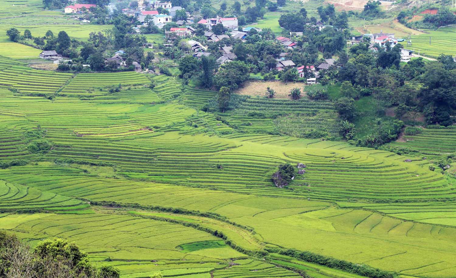 Vùng cao Bát Xát mùa lúa chín
