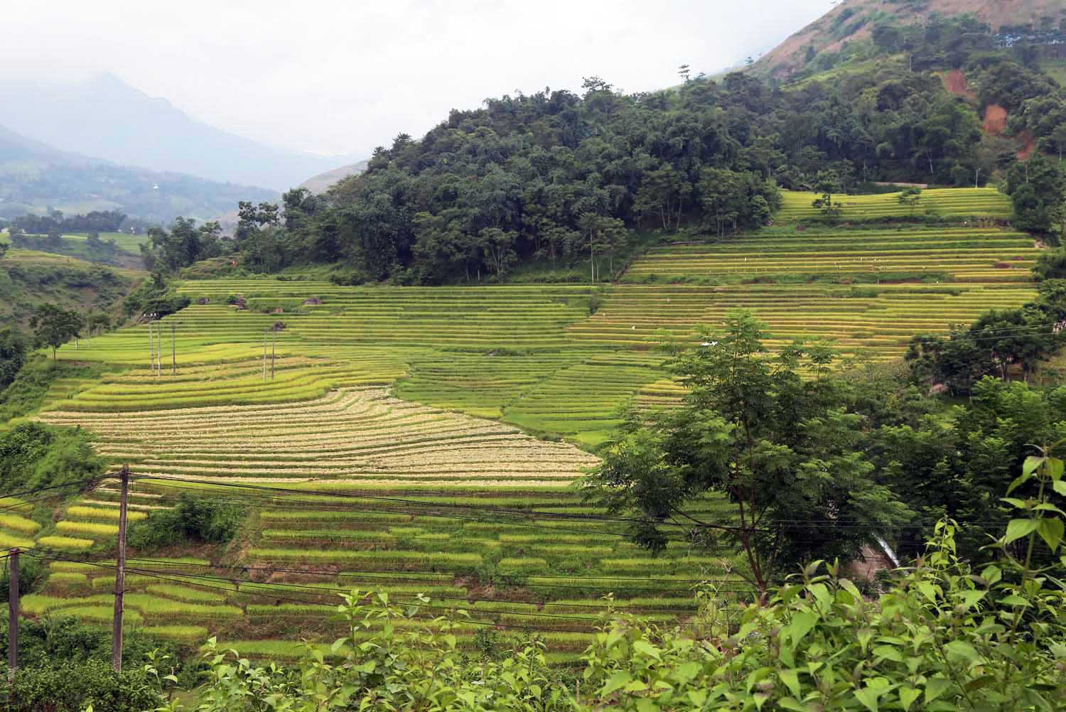 Vùng cao Bát Xát mùa lúa chín
