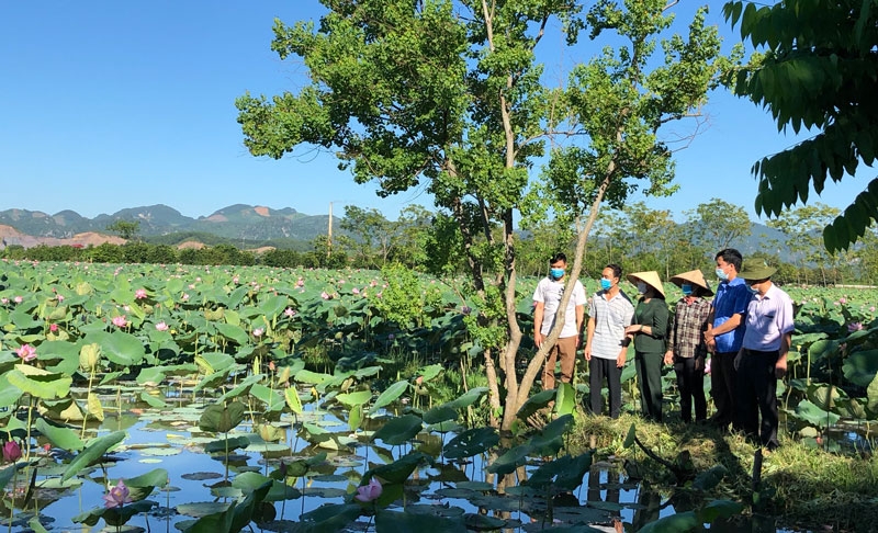 Niềm vui được mùa của người trồng sen. Niềm vui được mùa của người trồng sen.