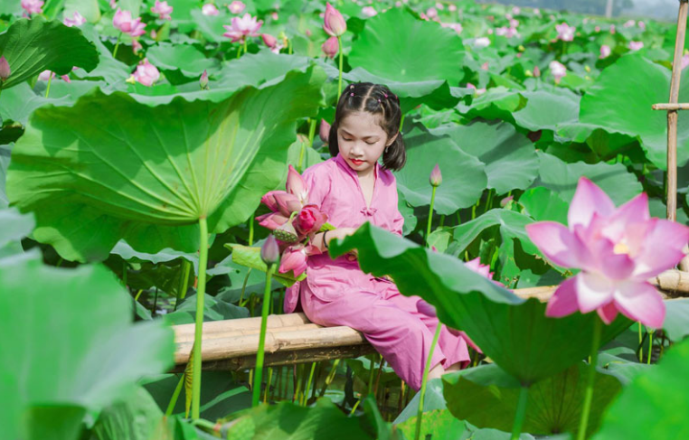 Hương sen thơm ngát núi rừng An Phú Hương sen thơm ngát núi rừng An Phú