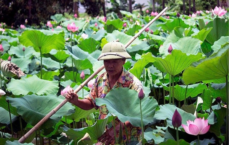Sen đang rộ mùa. Sen đang rộ mùa.