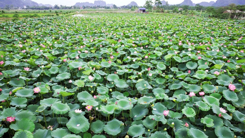 Hương sen thơm ngát khắp núi rừng, khung cảnh đẹp có một không hai ở vùng sen An Phú. Hương sen thơm ngát khắp núi rừng, khung cảnh đẹp có một không hai ở vùng sen An Phú.