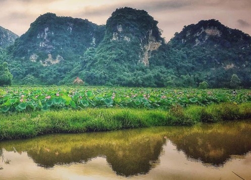 Cảnh đẹp, sen thơm tại An Phú. Cảnh đẹp, sen thơm tại An Phú.