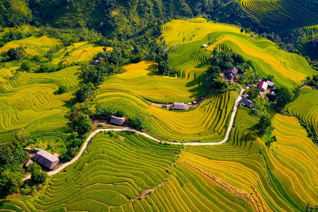 Du khách thích thú trải nghiệm mùa lúa vàng Lào Cai Du khách thích thú trải nghiệm mùa lúa vàng Lào Cai