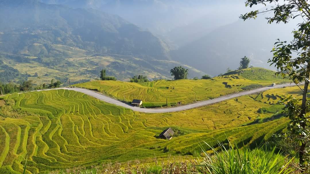 Du khách thích thú trải nghiệm mùa lúa vàng Lào Cai Du khách thích thú trải nghiệm mùa lúa vàng Lào Cai