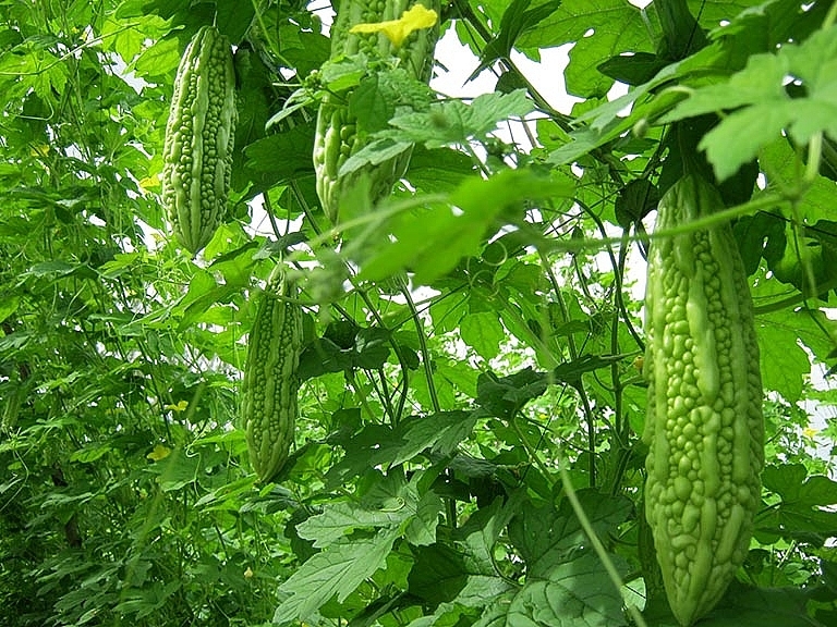 Cơ quan y tế Hà Lan phát hiện hóa chất chlorpyrifos ethyl trong lô hàng mướp đắng của Công ty TNHH SAKA SAKA xuất khẩu sang thị trường EU (Ảnh minh họa)