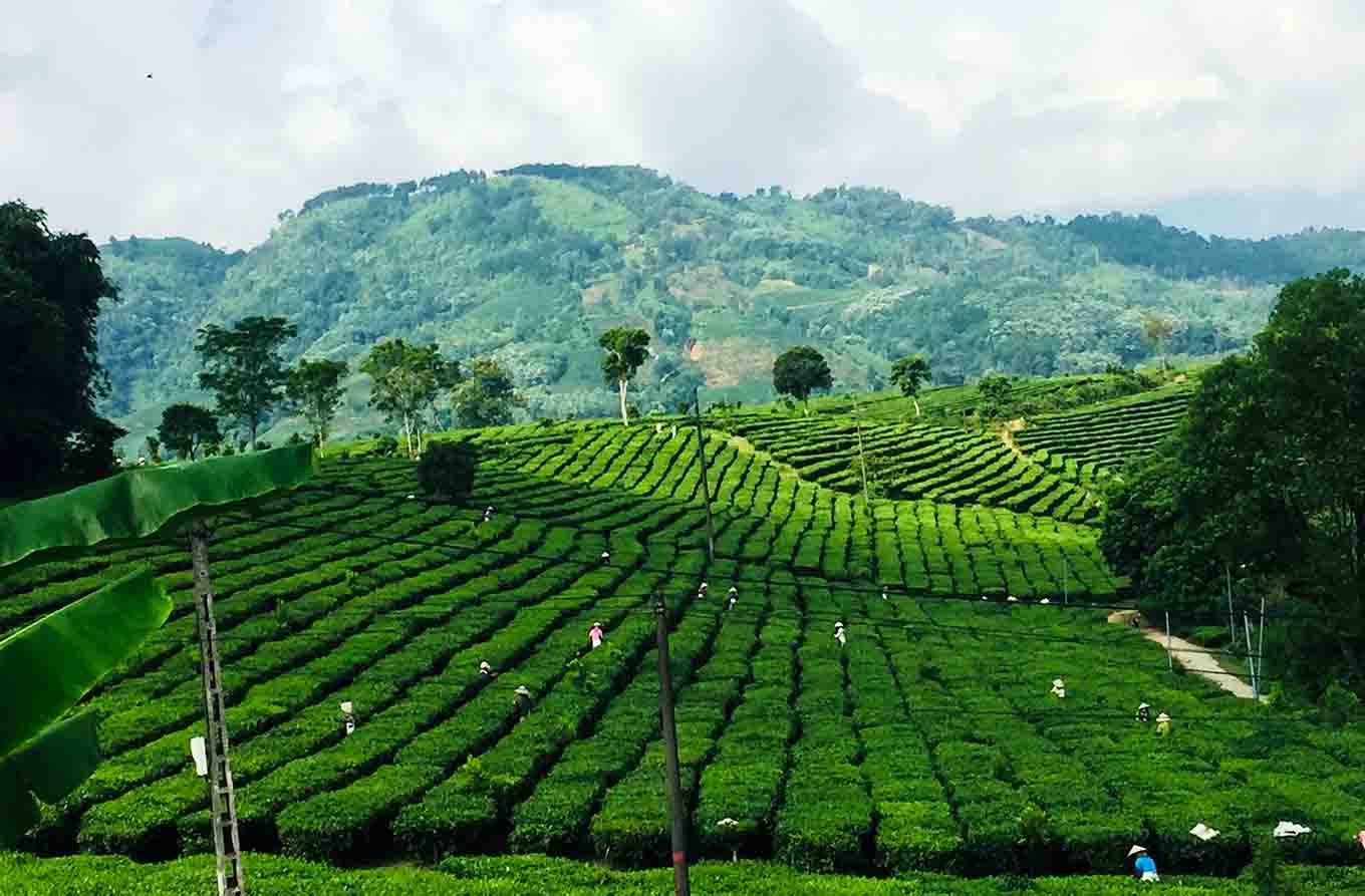 Đồi chè thị trấn Tân Uyên ven trục quốc lộ 32 là điểm check in lý tưởng cho nhiều du khách
