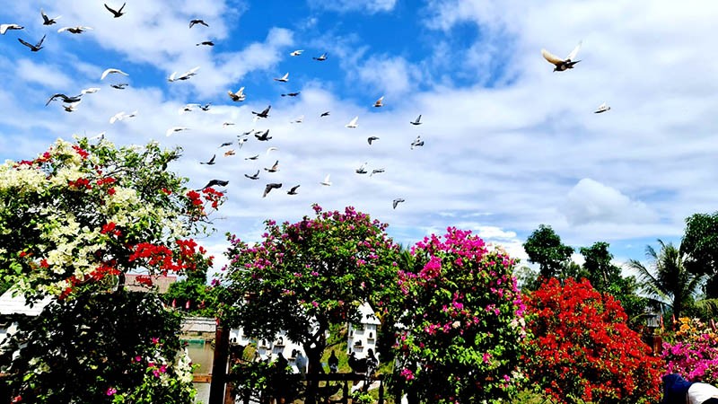 Về An Giang khám phá rừng Tràm Trà Sư Về An Giang khám phá rừng Tràm Trà Sư