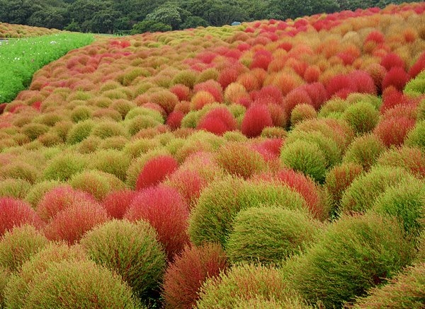Mướt mắt những đồi cỏ Kochia rực rỡ ở Nhật Bản