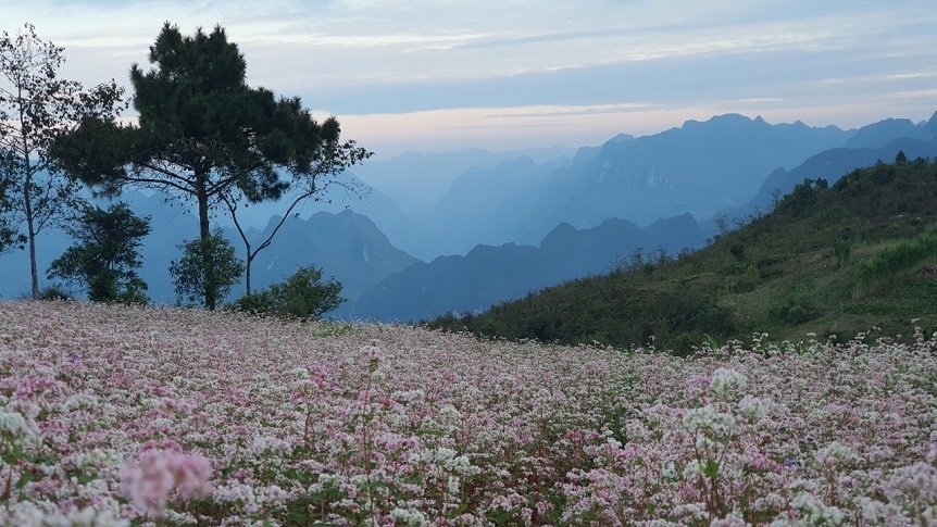 Ngỡ ngàng vẻ đẹp của hoa tam giác mạch trên cao nguyên đá Ngỡ ngàng vẻ đẹp của hoa tam giác mạch trên cao nguyên đá