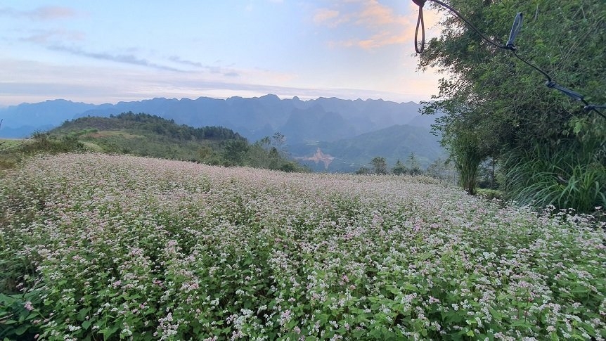 Ngỡ ngàng vẻ đẹp của hoa tam giác mạch trên cao nguyên đá Ngỡ ngàng vẻ đẹp của hoa tam giác mạch trên cao nguyên đá