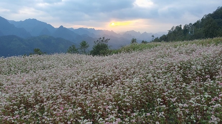 Ngỡ ngàng vẻ đẹp của hoa tam giác mạch trên cao nguyên đá Ngỡ ngàng vẻ đẹp của hoa tam giác mạch trên cao nguyên đá