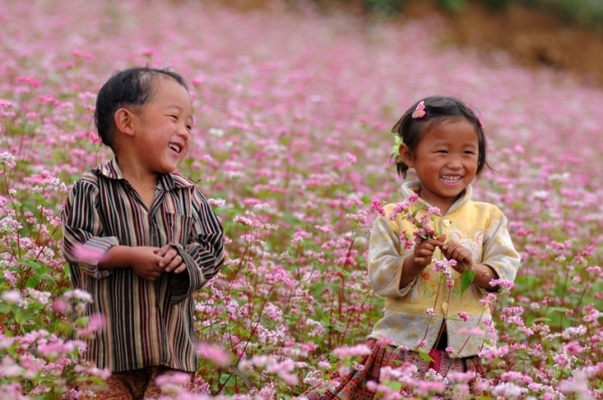 Ngỡ ngàng vẻ đẹp của hoa tam giác mạch trên cao nguyên đá Ngỡ ngàng vẻ đẹp của hoa tam giác mạch trên cao nguyên đá