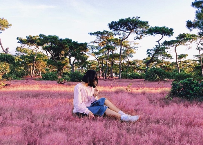 Đồi cỏ hồng - Địa điểm không thể bỏ qua nếu tới Đà Lạt dịp cuối năm