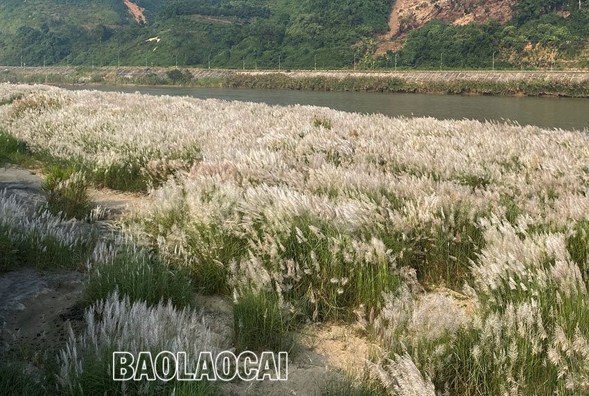 Vẻ đẹp mùa bông lau Vẻ đẹp mùa bông lau