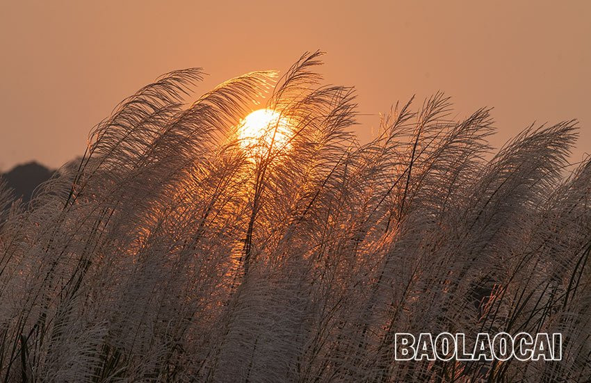 Vẻ đẹp mùa bông lau Vẻ đẹp mùa bông lau