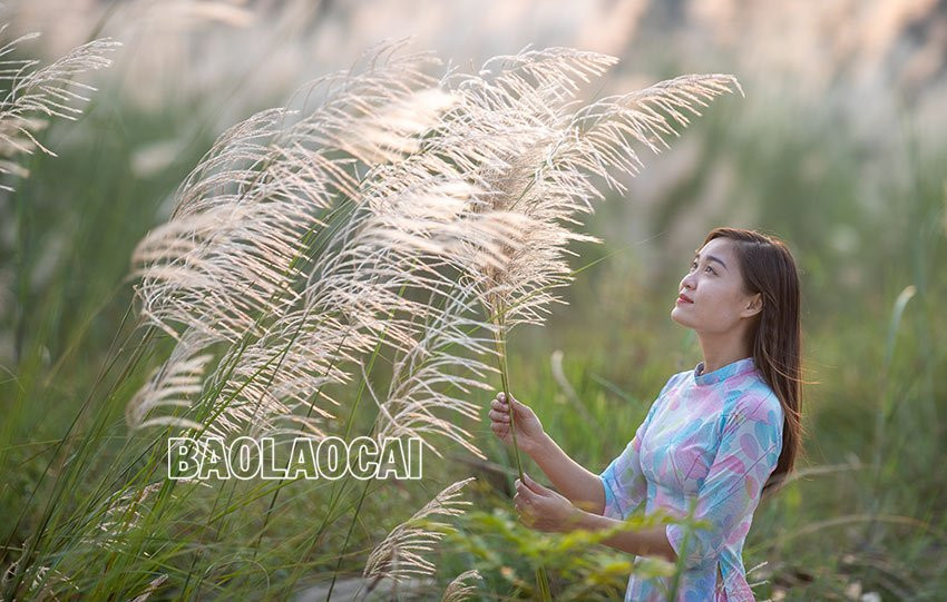 Vẻ đẹp mùa bông lau Vẻ đẹp mùa bông lau