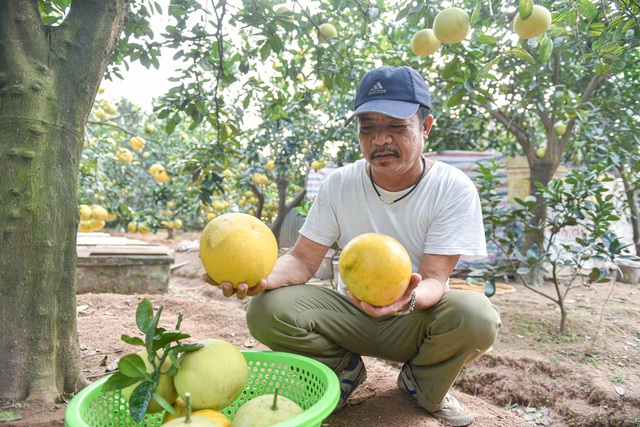 Mục sở thị vườn bưởi Diễn được mùa, kiếm gần 1 tỷ đồng mỗi năm