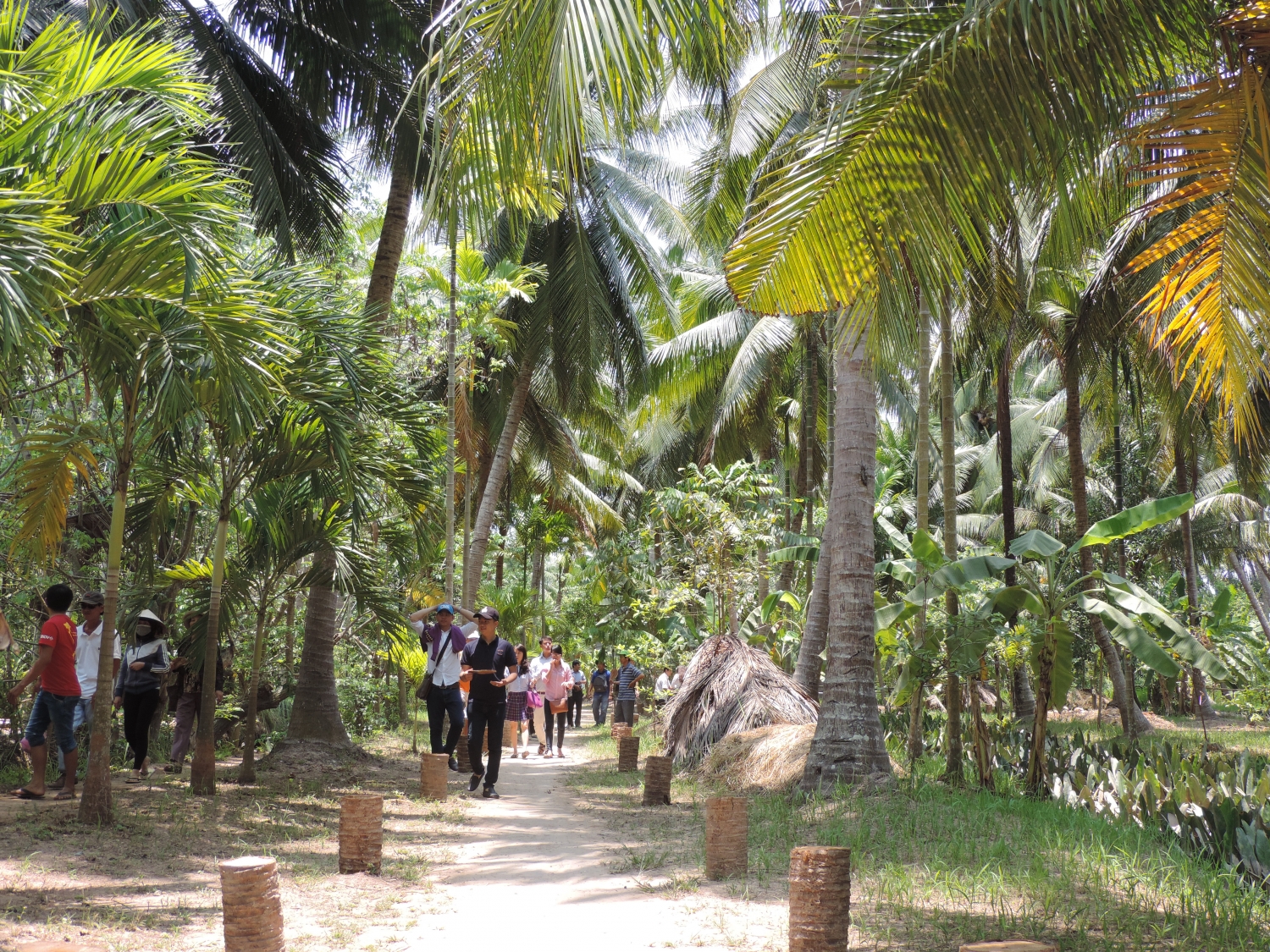 Vườn dừa kiểu mẫu (ảnh L.L.)