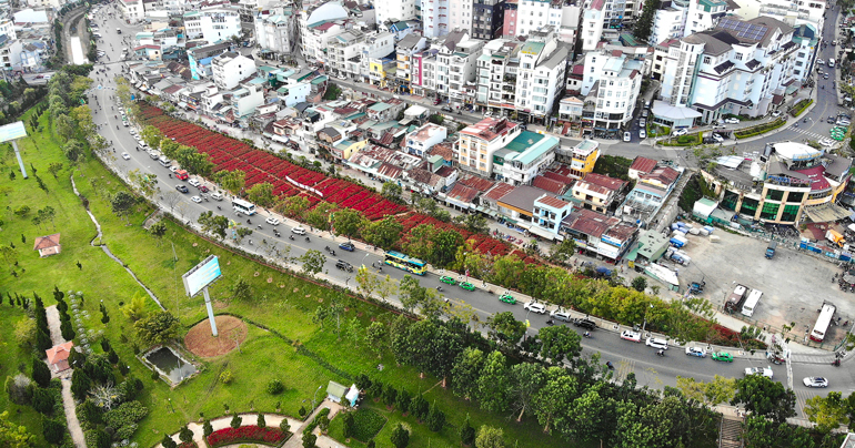 Cánh đồng hoa xác pháo rực rỡ giữa trung tâm Đà Lạt