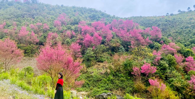 Lên Mù Cang Chải "say" hoa tớ dày