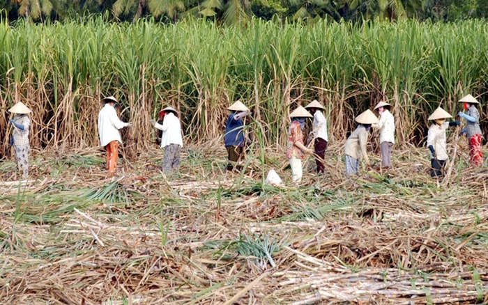 Nông dân tỉnh Tây Tinh ồ ạt bỏ trồng mía trong thời gian qua Nông dân tỉnh Tây Tinh ồ ạt bỏ trồng mía trong thời gian qua
