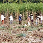“Mặn đắng” ngành mía