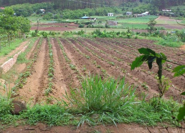 Hà Nội: Yêu cầu các quận, huyện, thị xã tạm dừng phân lô, tách thửa với đất nông nghiệp Hà Nội: Yêu cầu các quận, huyện, thị xã tạm dừng phân lô, tách thửa với đất nông nghiệp