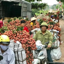 Giảm 50% sản lượng nhưng vải thiều Lục Ngạn đạt “đỉnh” về chất và giá