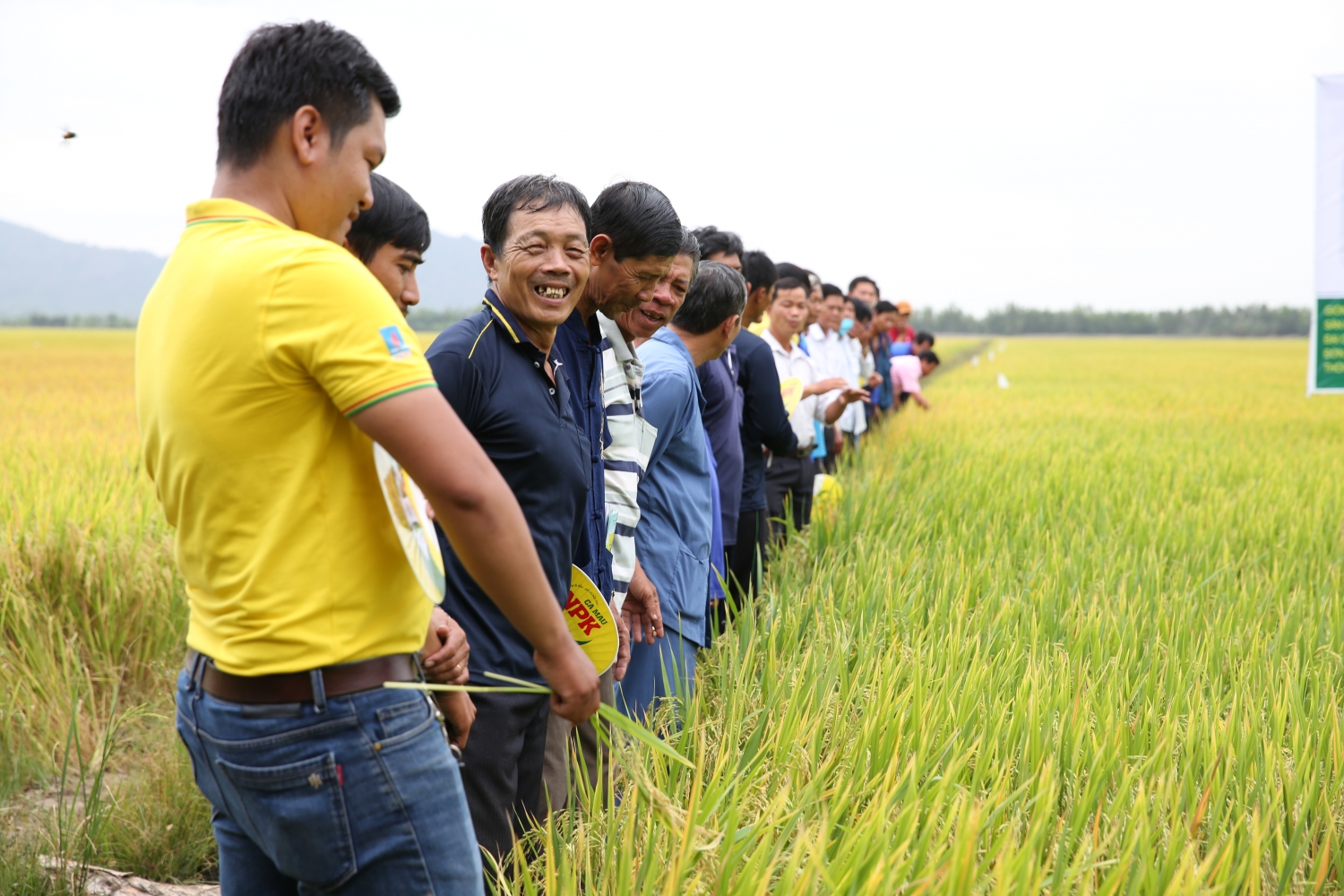 Chọn phân bón nào để góp phần phát triển nông nghiệp bền vững?