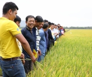 Chọn phân bón nào để góp phần phát triển nông nghiệp bền vững?