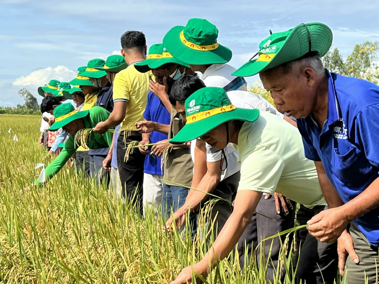 Thu lợi hơn 10 triệu đồng/ha nhờ mô hình liên kết sản xuất lúa chất lượng cao của PVCFC