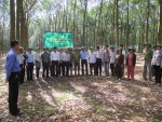 Hiệu quả mô hình dùng phân bón Phú Mỹ trên cây cao su