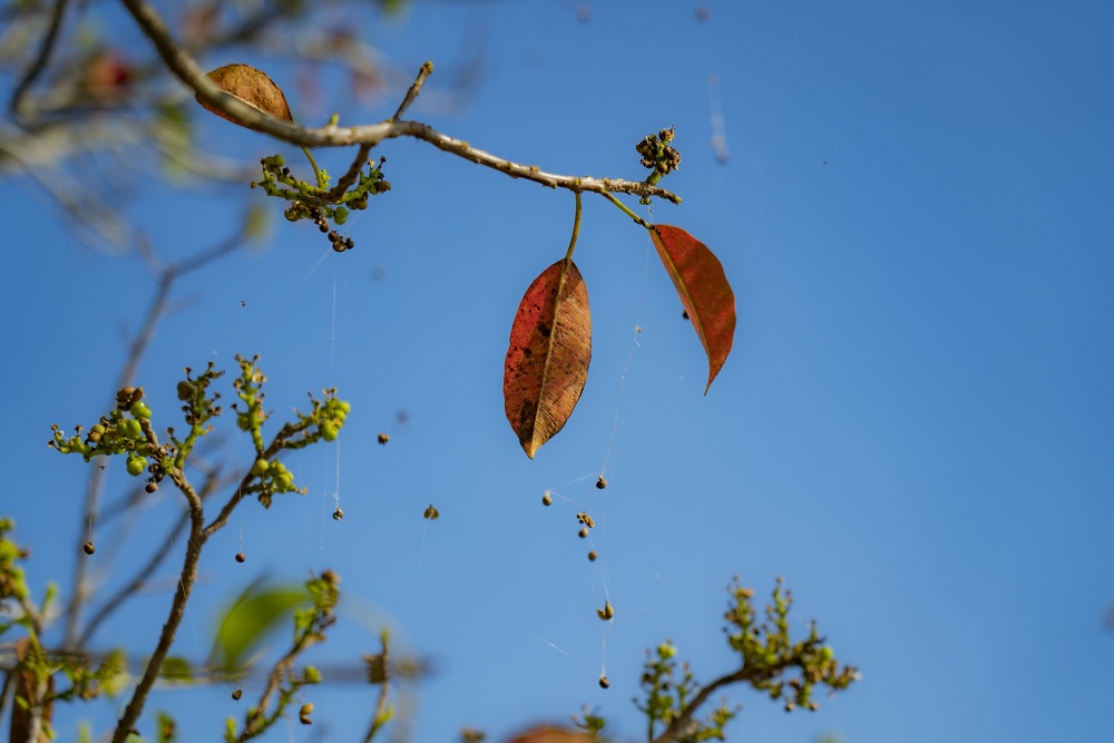 Mùa Rú Chá – Thừa Thiên Huế