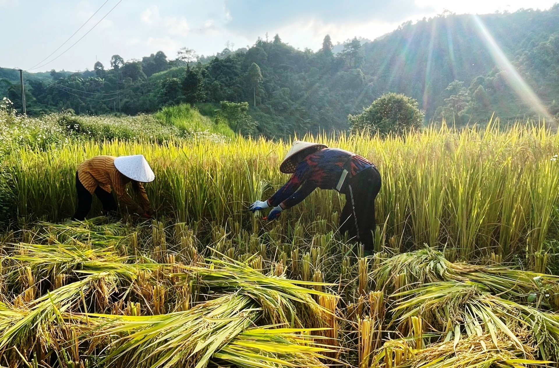 Bắc Kạn: Vẻ đẹp Mù Là mùa lúa chín