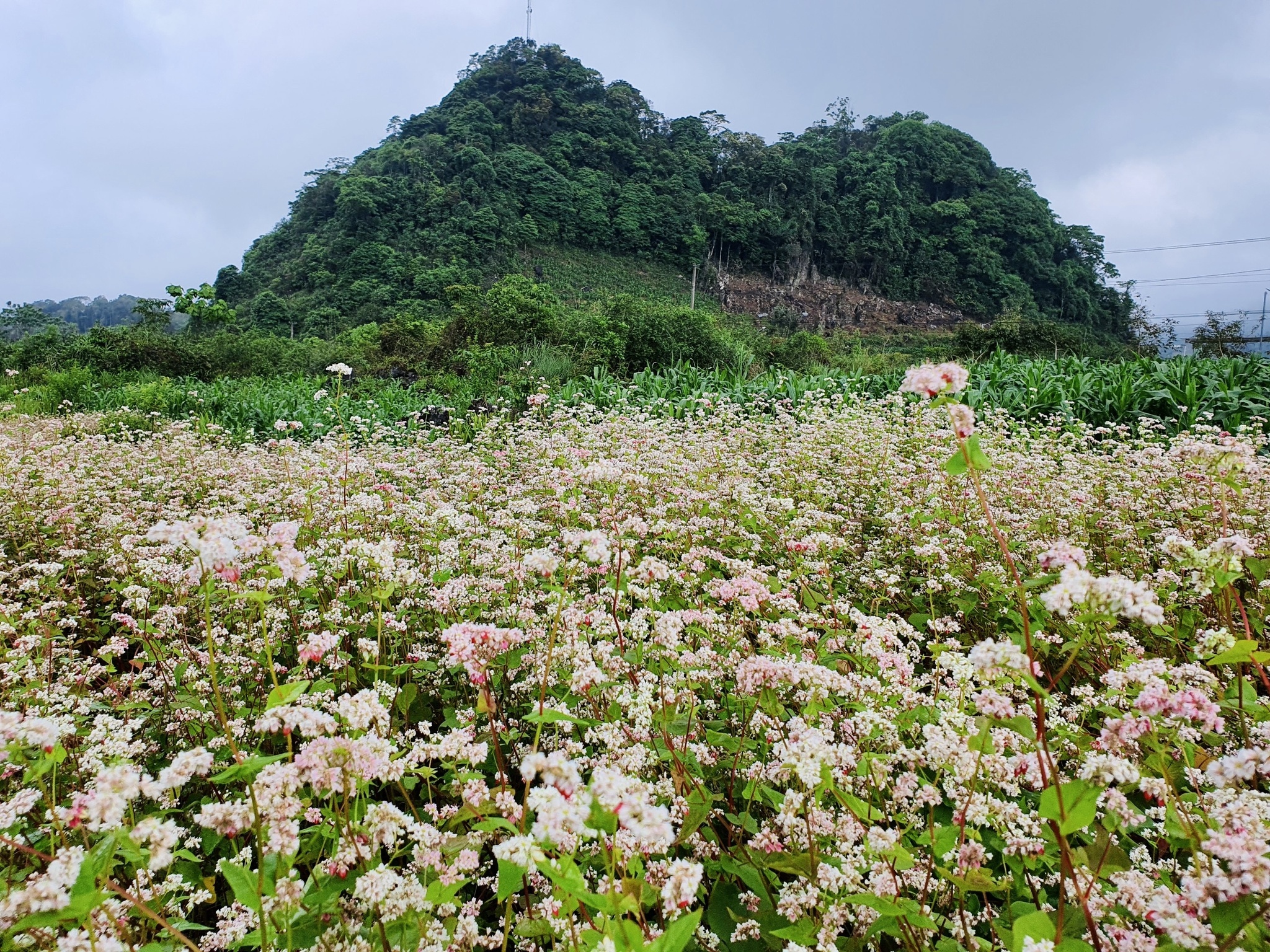 Đi phượt ở Hà Giang mùa này có gì hay? Đi phượt ở Hà Giang mùa này có gì hay?