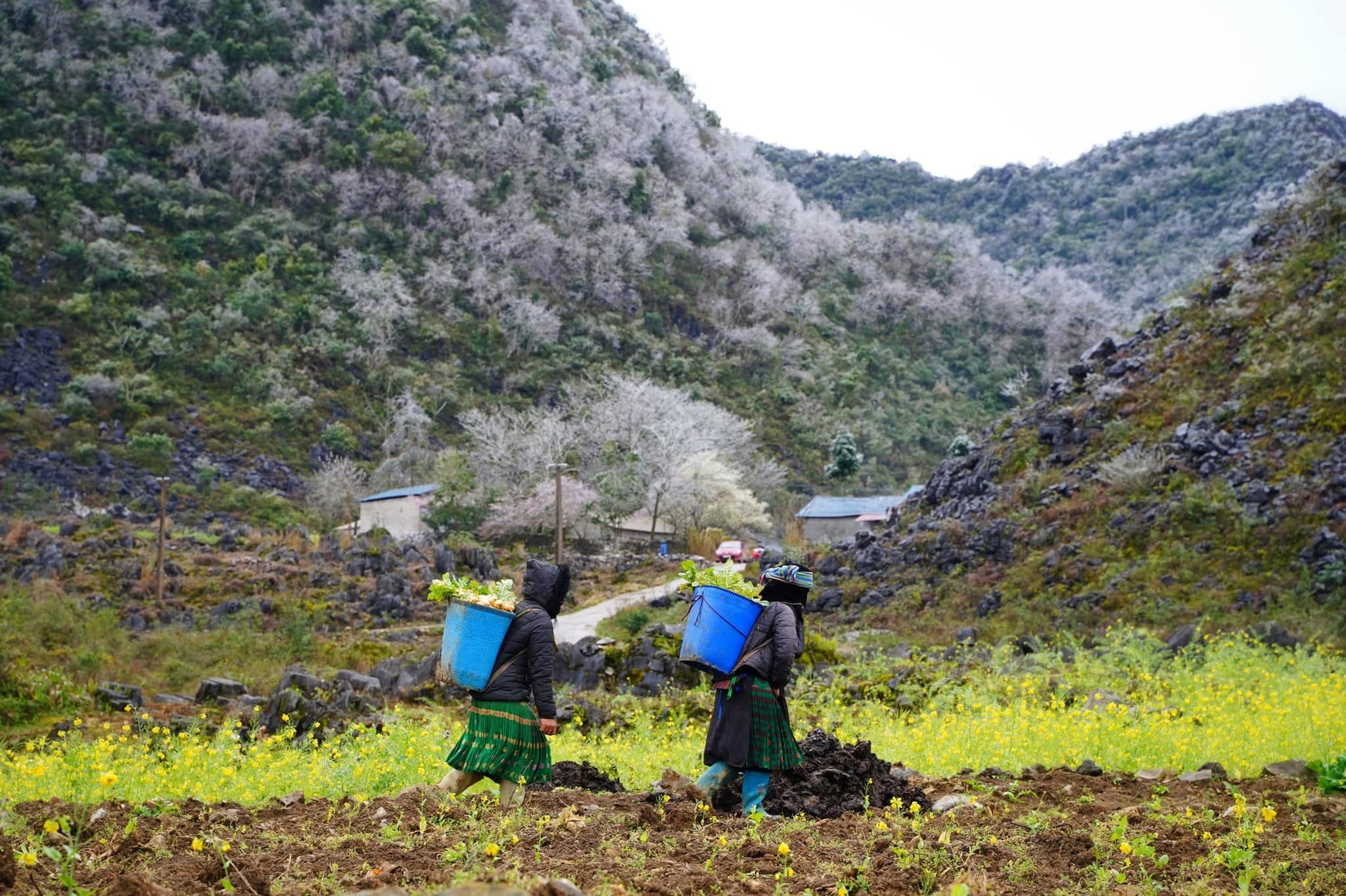Đi phượt ở Hà Giang mùa này có gì hay? Đi phượt ở Hà Giang mùa này có gì hay?