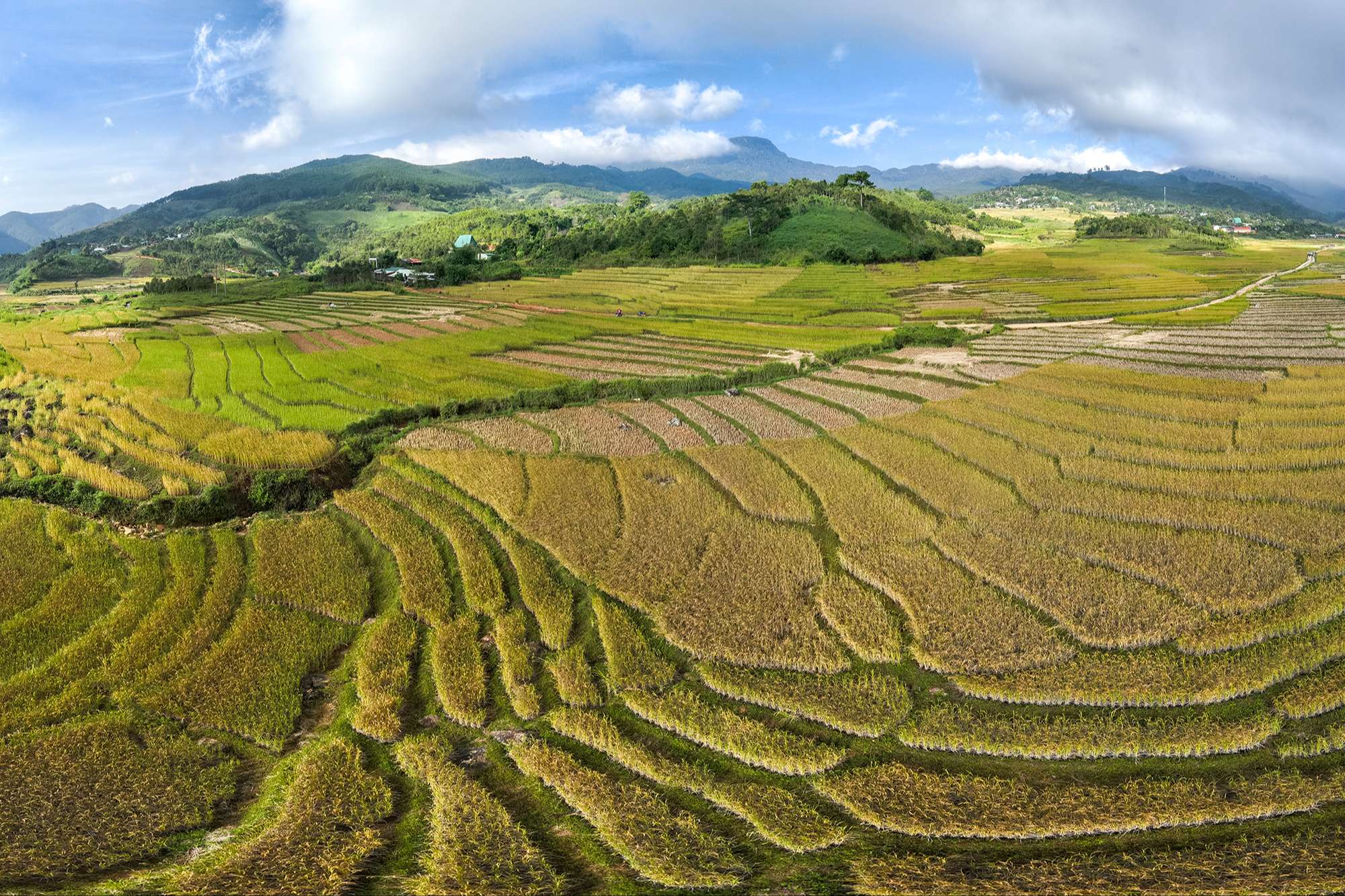 Mùa vàng ở Măng Ri, Tu Mơ Rông (Kon Tum)