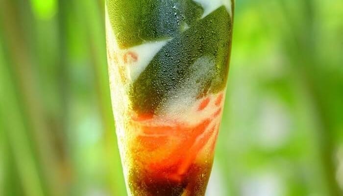 Du lịch Bali, nhất định phải nếm thử những món ăn ngon bổ rẻ này du lich bali nhat dinh phai nem thu nhung mon an ngon bo re nay