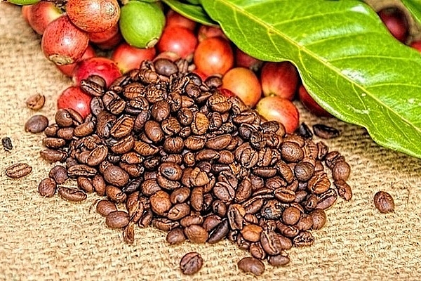 Giá cà phê hôm nay ngày 26/1/2021: Thị trường thế giới giảm nhẹ