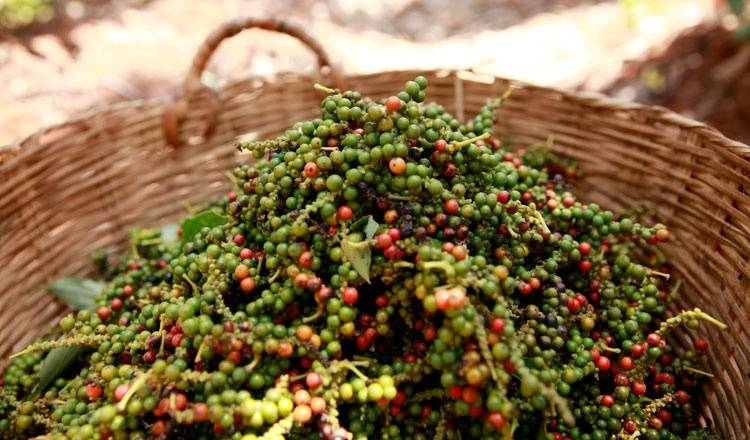 Giá tiêu hôm nay 4/5: Thấp nhất 65.500đ/kg, hồ tiêu Campuchia vào Việt Nam tăng 238%
