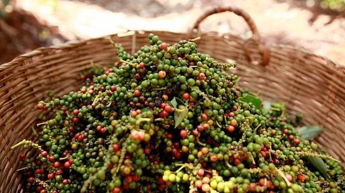 Giá tiêu hôm nay ngày 3/1/2022: Thị trường trong nước đi ngang Giá tiêu hôm nay ngày 3/1/2022: Thị trường trong nước đi ngang