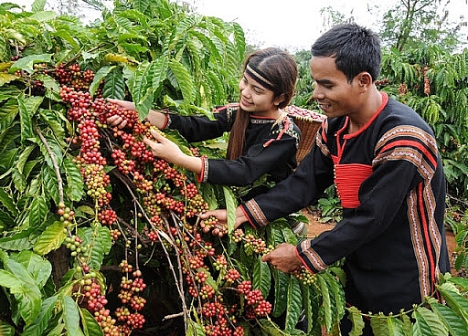 Giá cà phê hôm nay 23/2: Thị trường trong nước tăng mạnh
