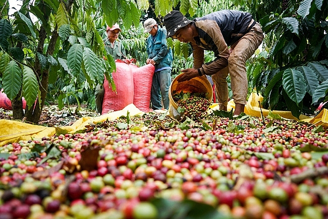 Giá cà phê hôm nay 10/4: Quay đầu giảm