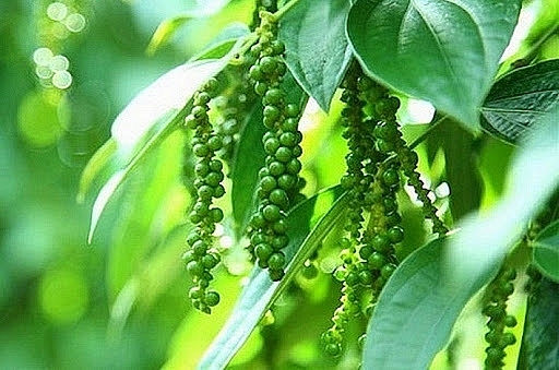 Giá tiêu hôm nay 5/4: Tăng giá đầu tuần